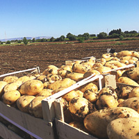 Kartoffeln aus Sizilien
