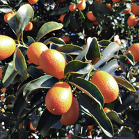 Kumquat aus Sizilien