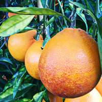 Mandarin Orangen aus Sizilien