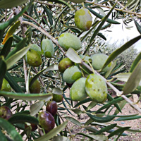 Oliven aus Sizilien
