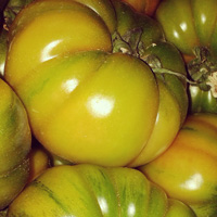 Tomaten aus Sizilien