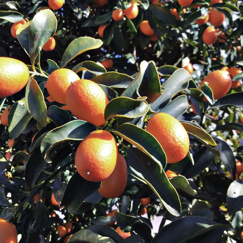 Kumquat aus Sizilien
