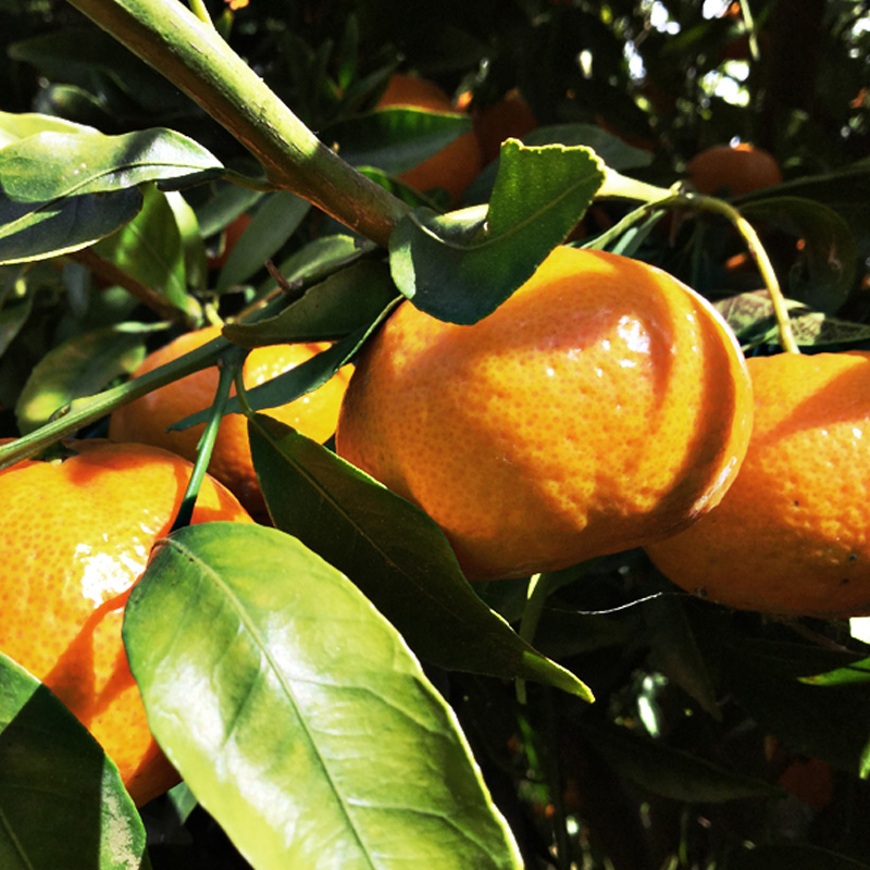 Mandarine aus Ciaculli
