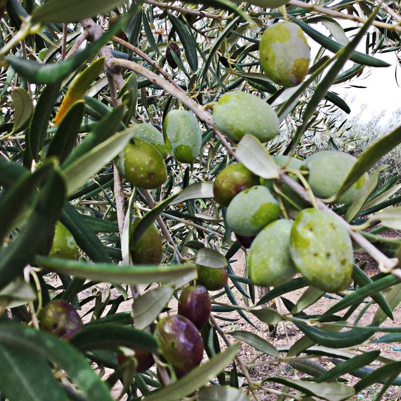 Frische Oliven am Olivenbaum
